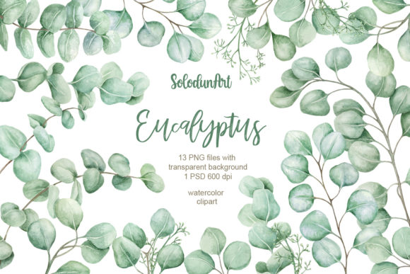 Download Watercolor Eucalyptus Clipart - Eucalyptus clipart Collection