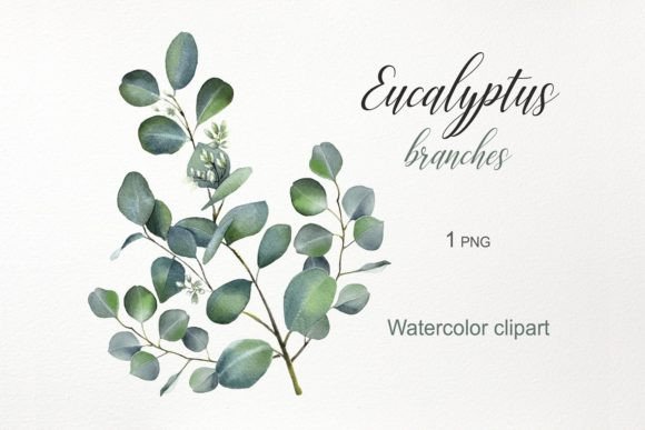 Download Watercolor Flowers. Eucalyptus Clipart - Eucalyptus clipart Collection
